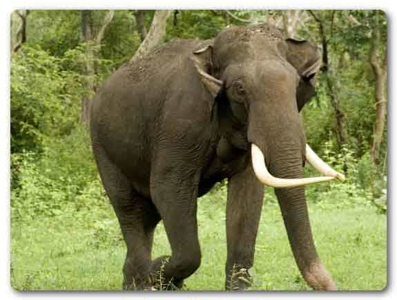 Jharkhand State animal, Asian elephant, Elephas maximus 